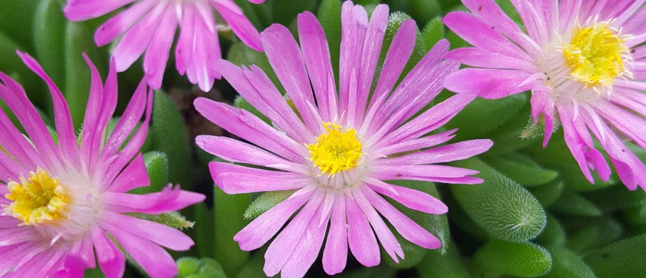 Delosperma 'Jewel of Desert Candystone' - Photo credit: Plantipp