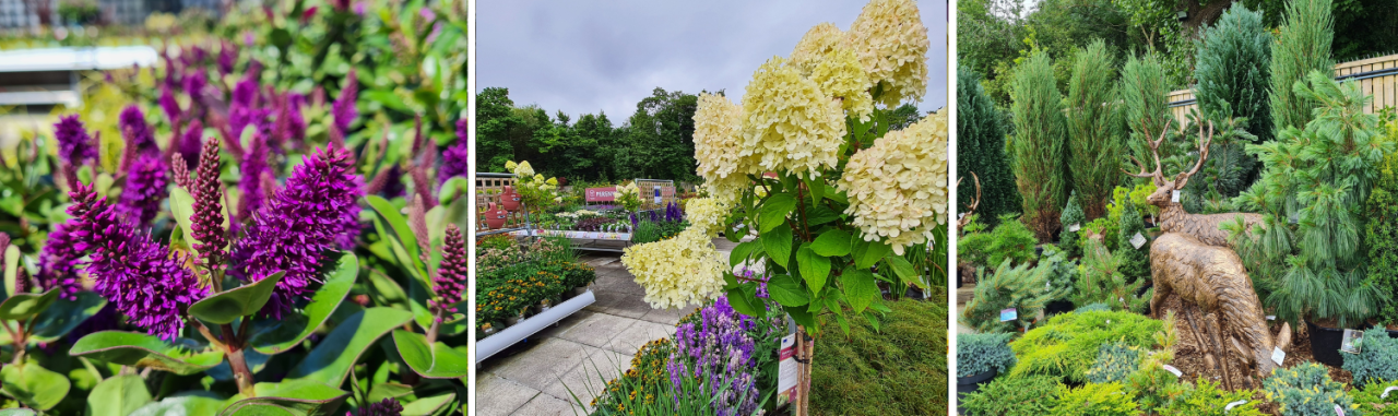 Outdoor plants at Cowell's Garden Centre Newcastle