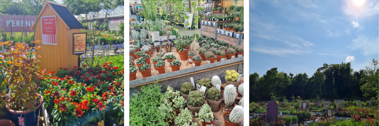 Plants at Cowell's Garden Centre