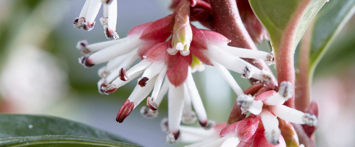 Sarcococca confusa