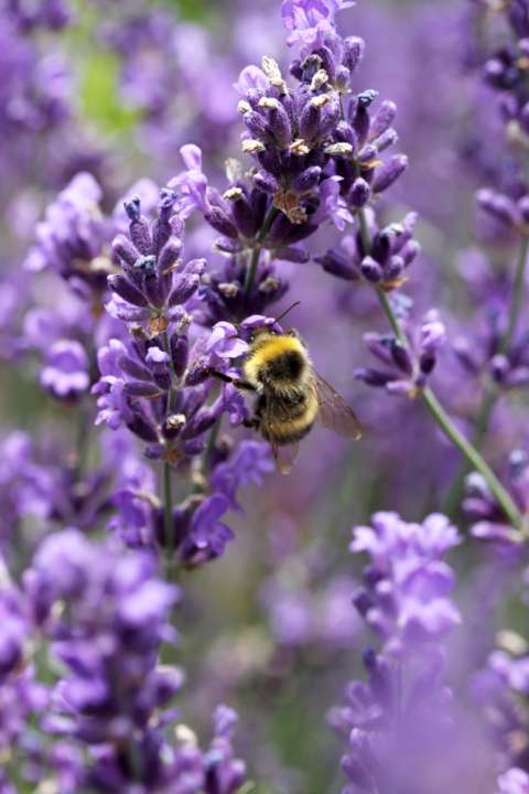 Lavandula - Shrubs - Cowell's