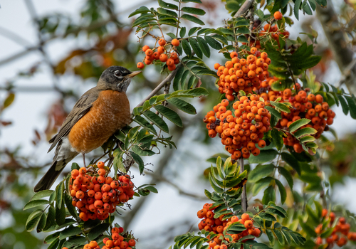 Mountain Ash - Cowells