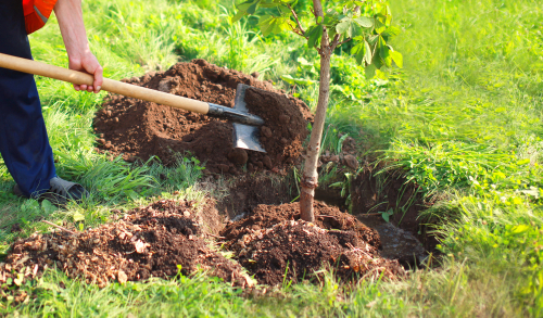 Planting a tree - Cowells