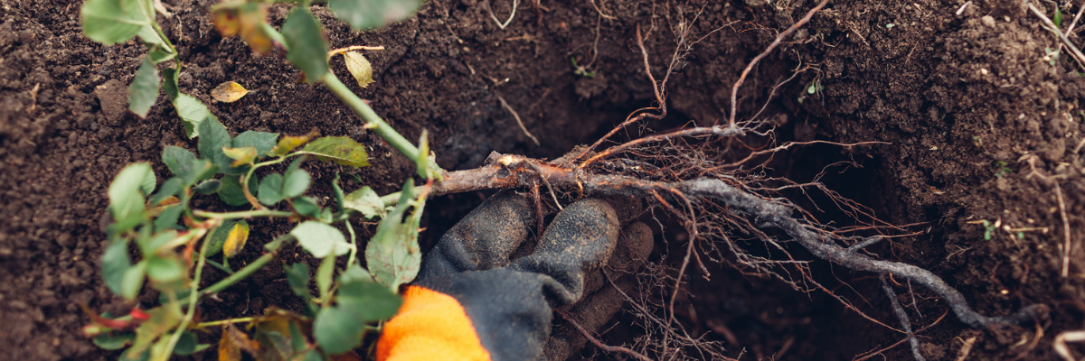 Planting bare-root roses - Cowell's