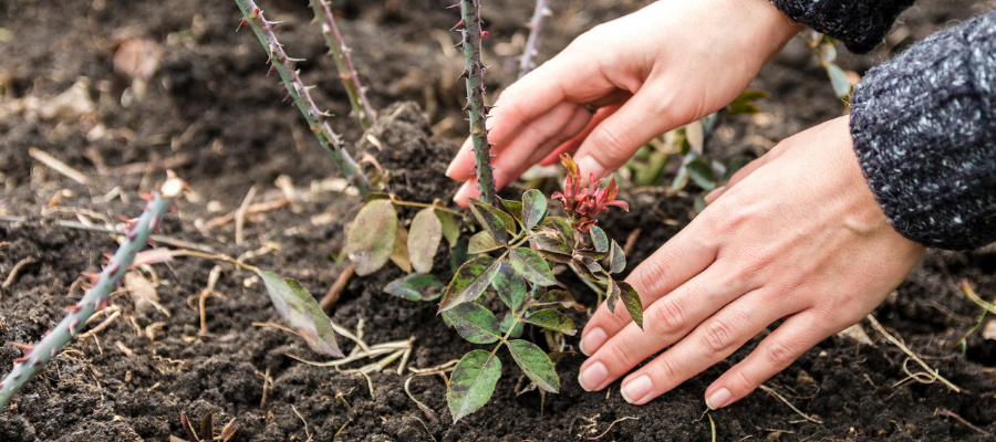 Planting roses - Cowell's