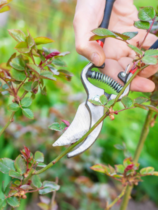 Pruning roses - Cowell's