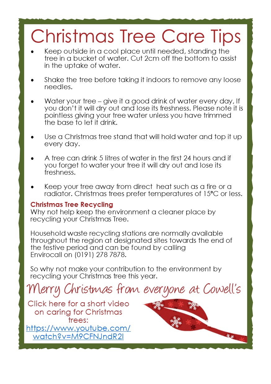Christmas Tree Care Tips Cowell's Garden Centre Woolsington