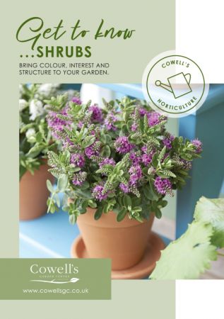 Get to know...Shrubs