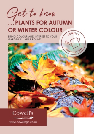 Get To Know...Plants For Autumn or Winter Colour