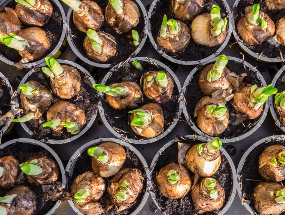 Looking for bulbs near Whorlton Grange? Visit our beautiful displays of bulbs at Cowell's Garden Centre.