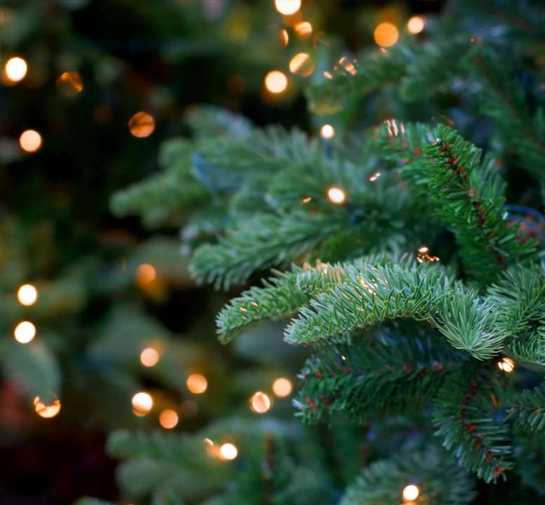 Cowell’s Garden Centre presents a wide range of Christmas trees near Durham. We grow them in our nursery and in variety. Visit in autumn to see our displays.