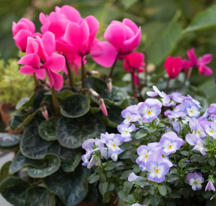 Cylamen pansies autumn bedding plants - Cowell's