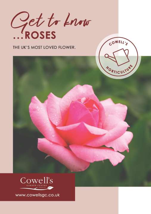 Get to know Roses - Cowell's