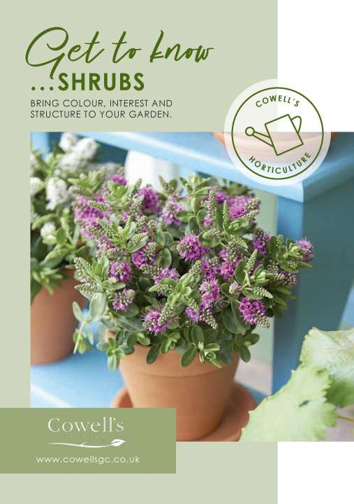 Get to know shrubs - Cowell's
