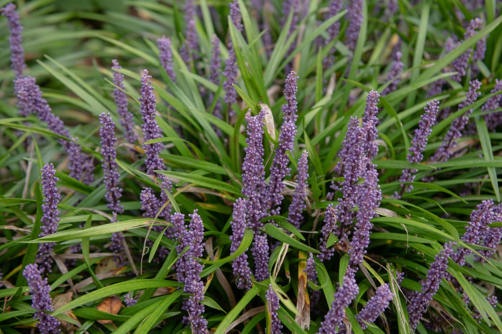 Liriope muscari - autumn plants - Cowell's