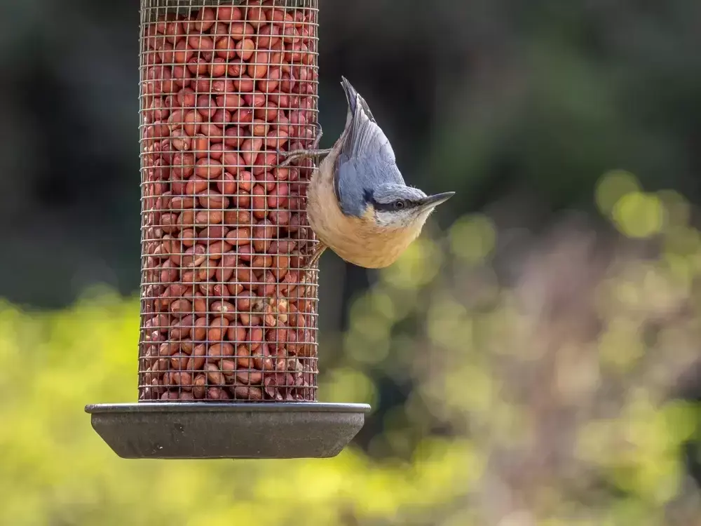 15 Garden Tips for November