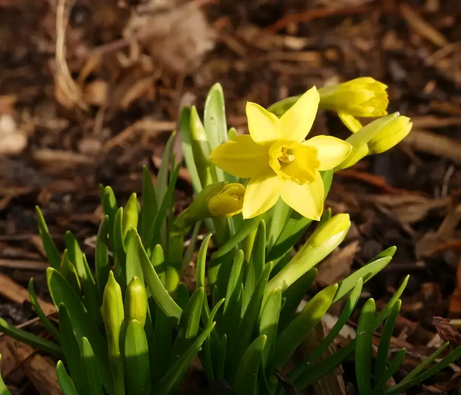 15 Gardening Tips for March
