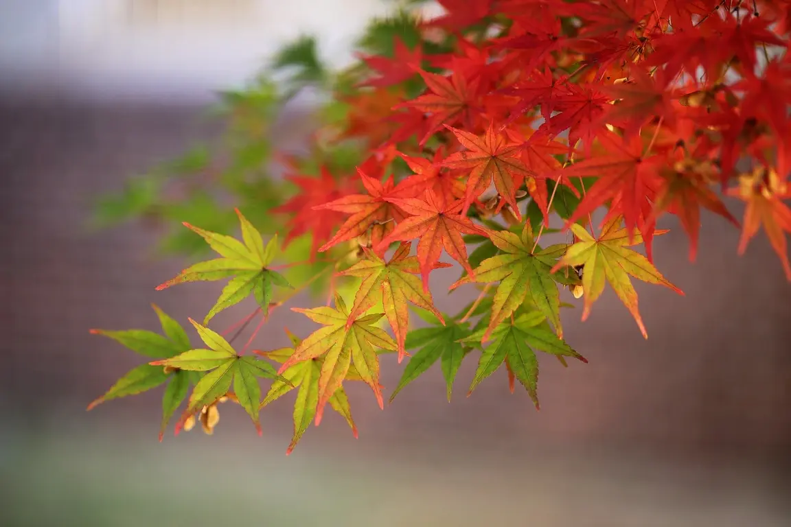 7 Top Autumn Garden Care Tips