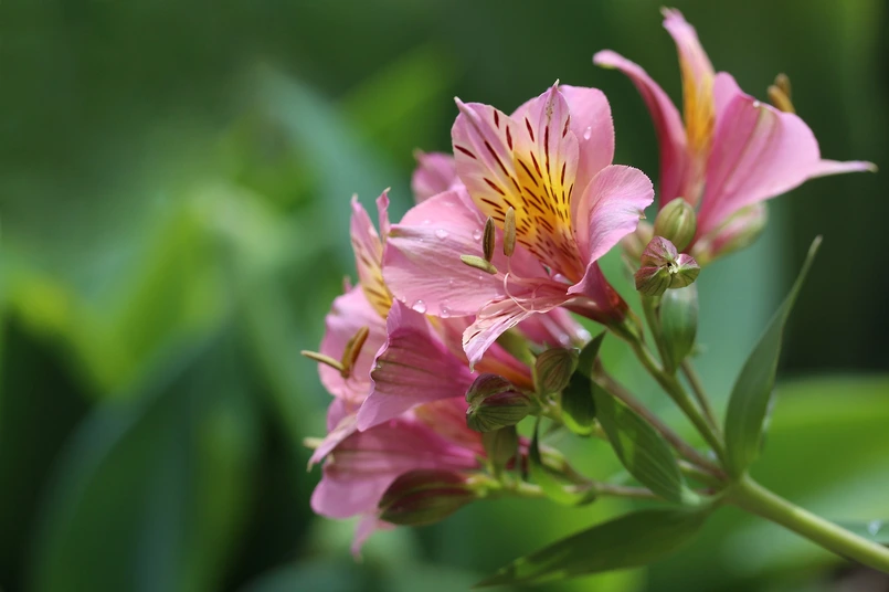 Alstroemeria