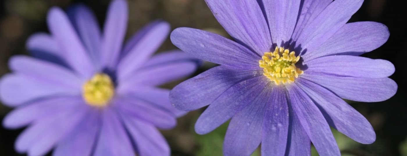 Cat. page - Bulbs Anemone