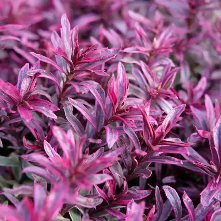 April Plant of the Month - Hebe