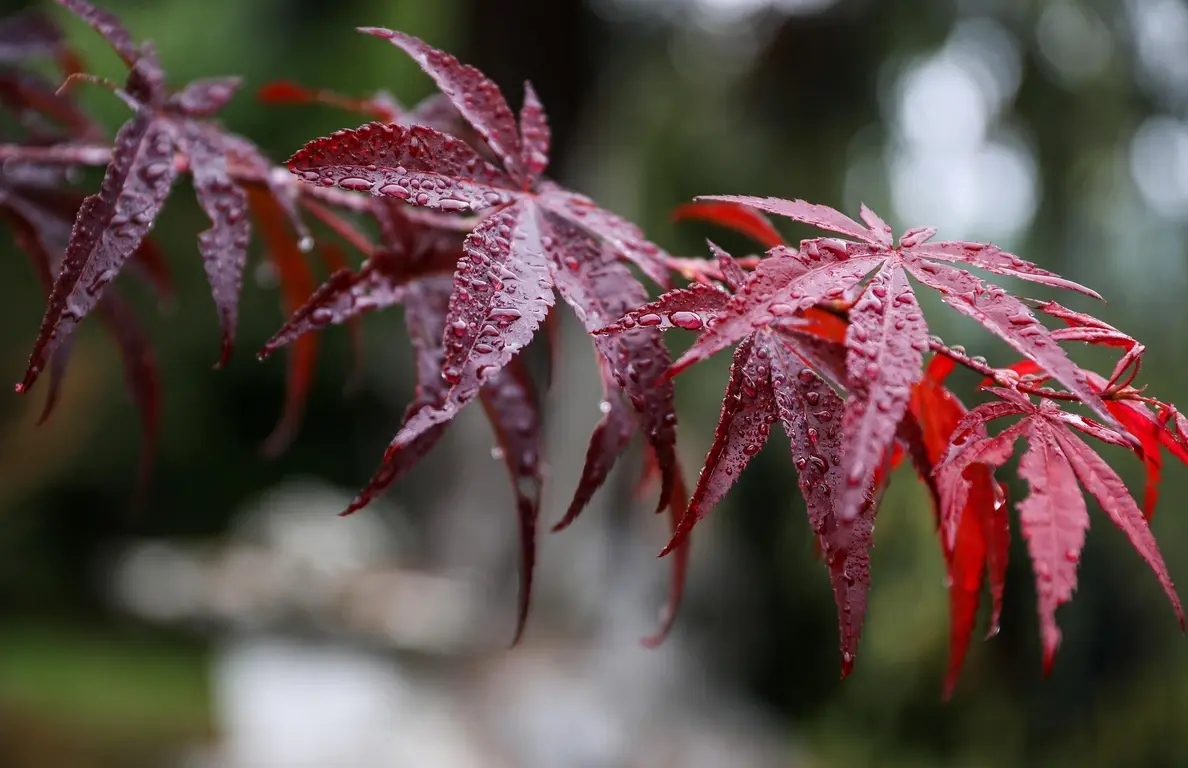 April Plant of the Month - Japanese Acer