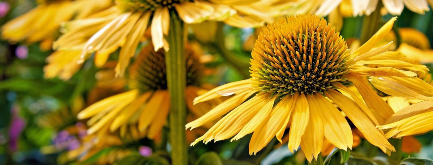 Plant of the Month - Echinacea