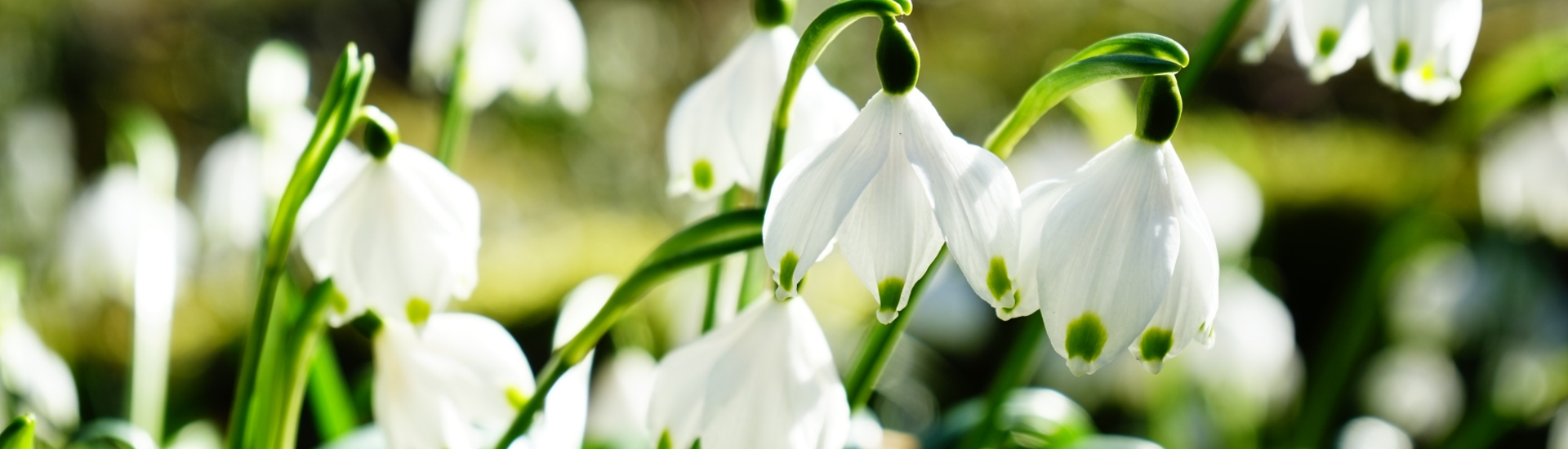 Spring Flowering Bulbs