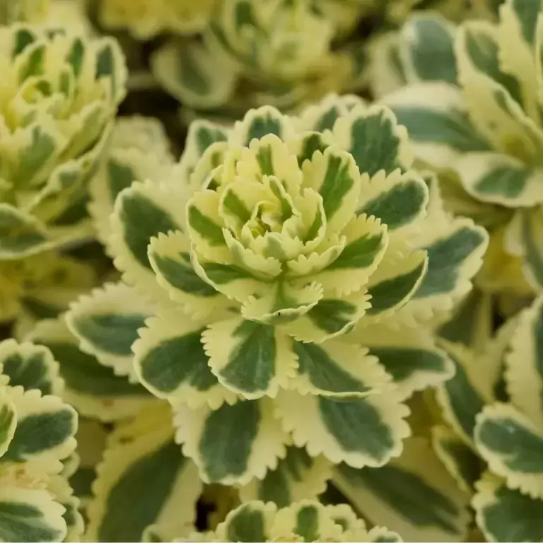 Award Winning Sedum 'Atlantis'