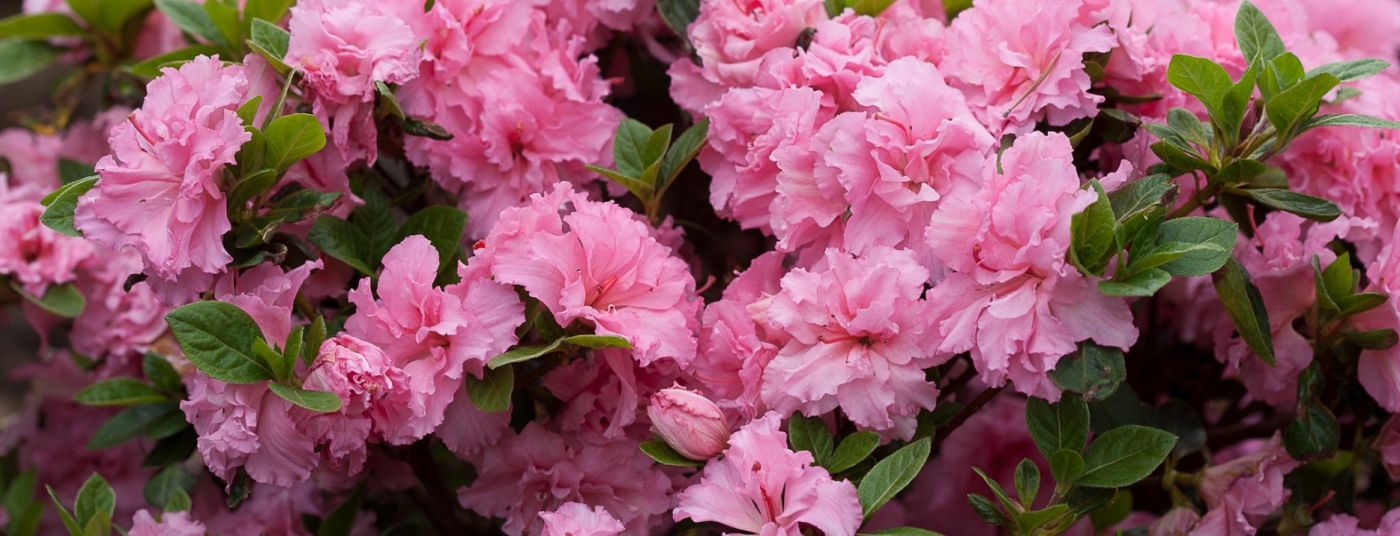 Cat. page - Azaleas & Rhododendrons