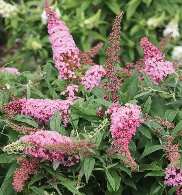 Buddleja Rocketstar™ **NEW**