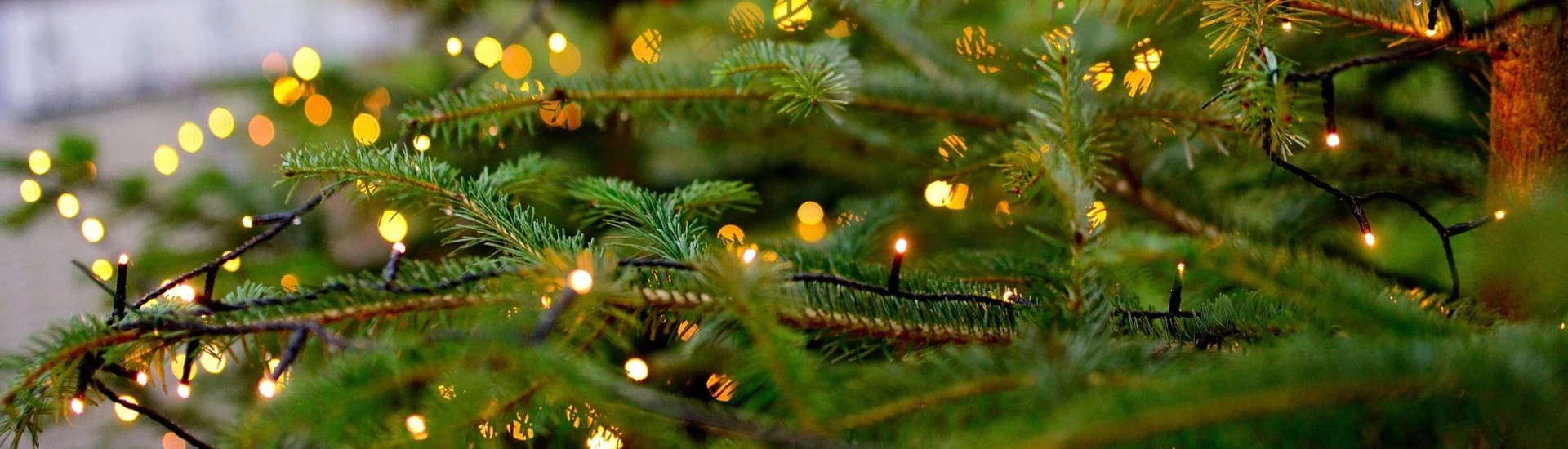 Fresh Christmas Trees