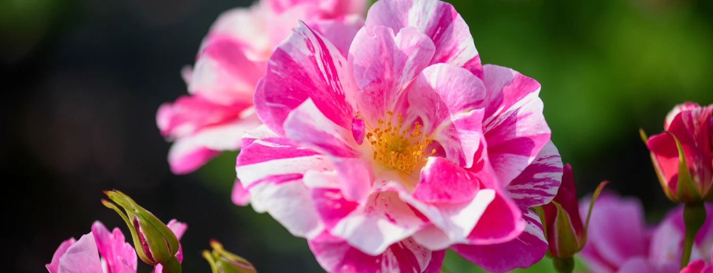 An Evening with David Austin Roses