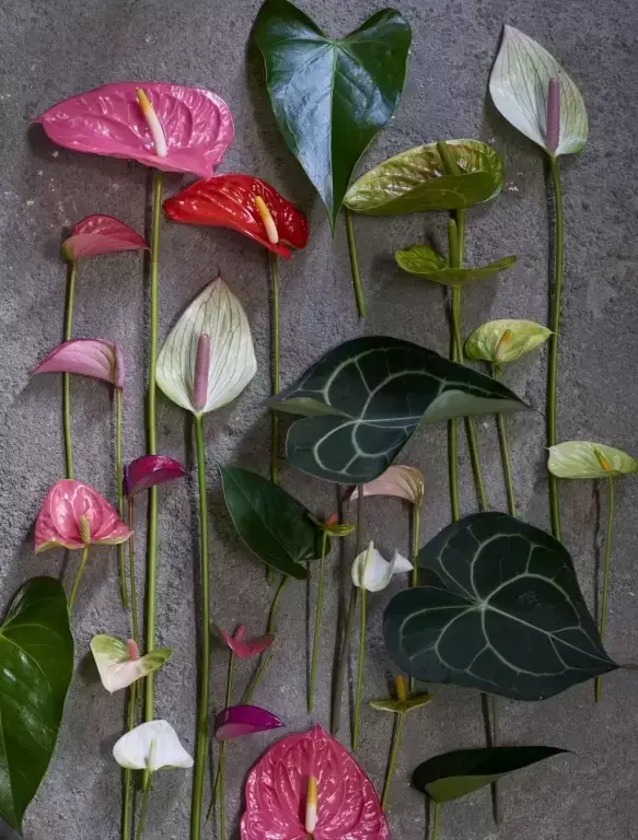 December 2018: Anthurium Houseplant of the Month