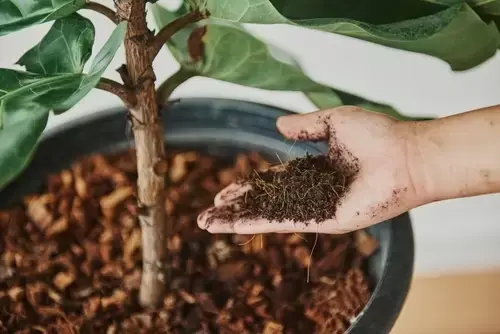 Feed your Houseplants