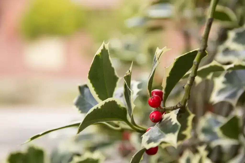 Festive Favourites - The Holly and the Ivy