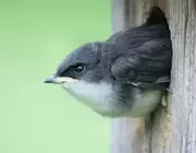 Looking After Wild Birds