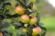 Planting a fruit tree