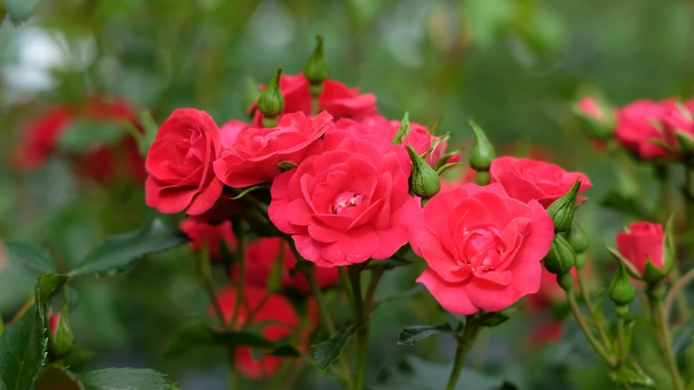 Roses