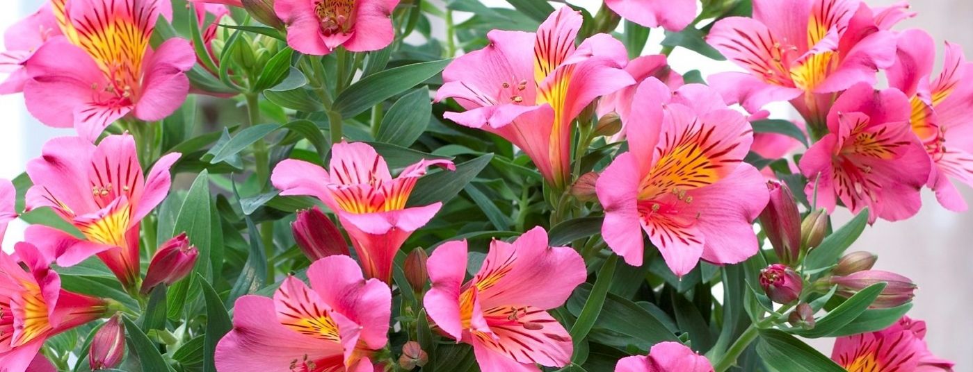 Cat. page - Alstroemeria Colorita