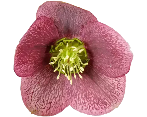 Helleborus ViV® Victoria *NEW*