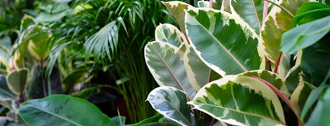 Blue Monday? Make It Green