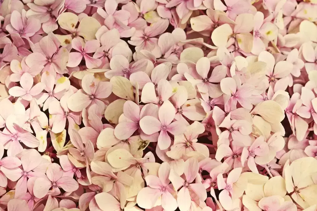 Hooray for Hydrangeas!