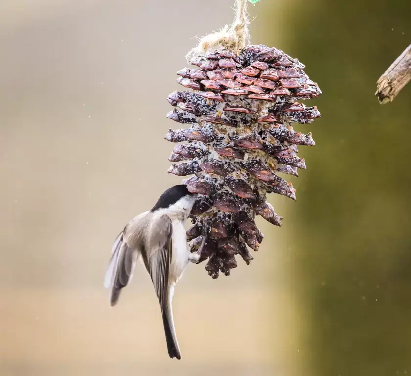 How to Make Fat Balls for Birds