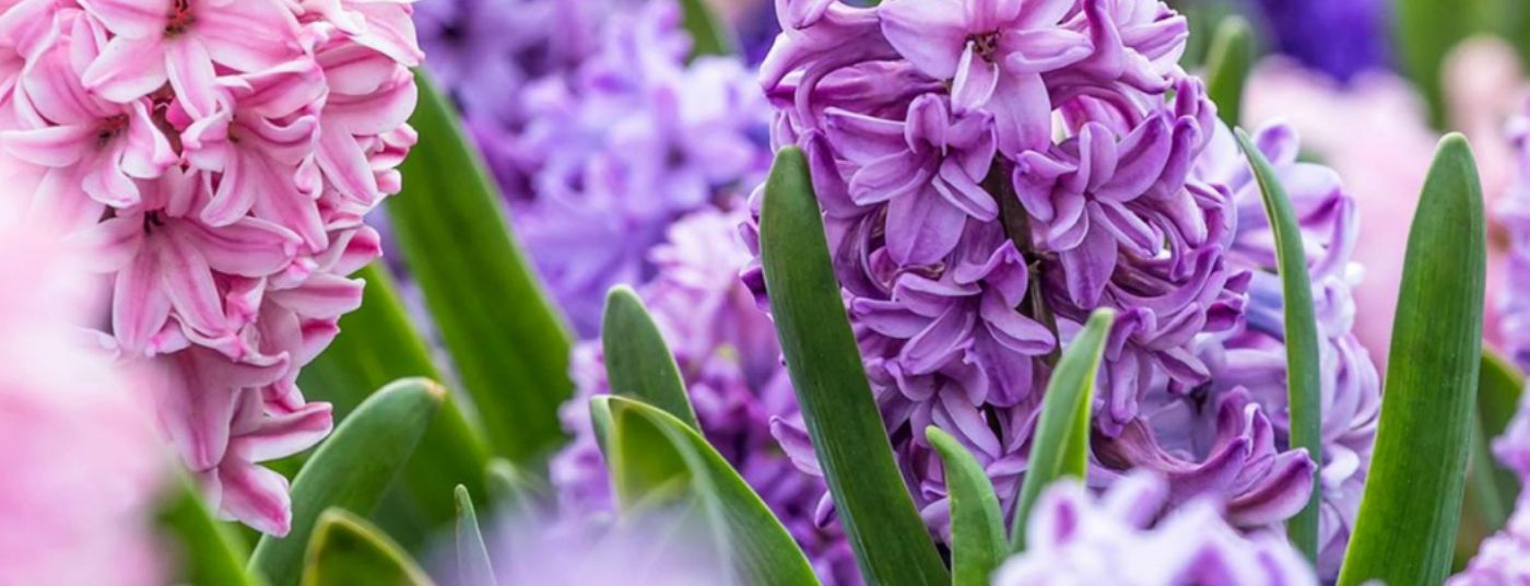 Cat. page - Bulbs Hyacinth
