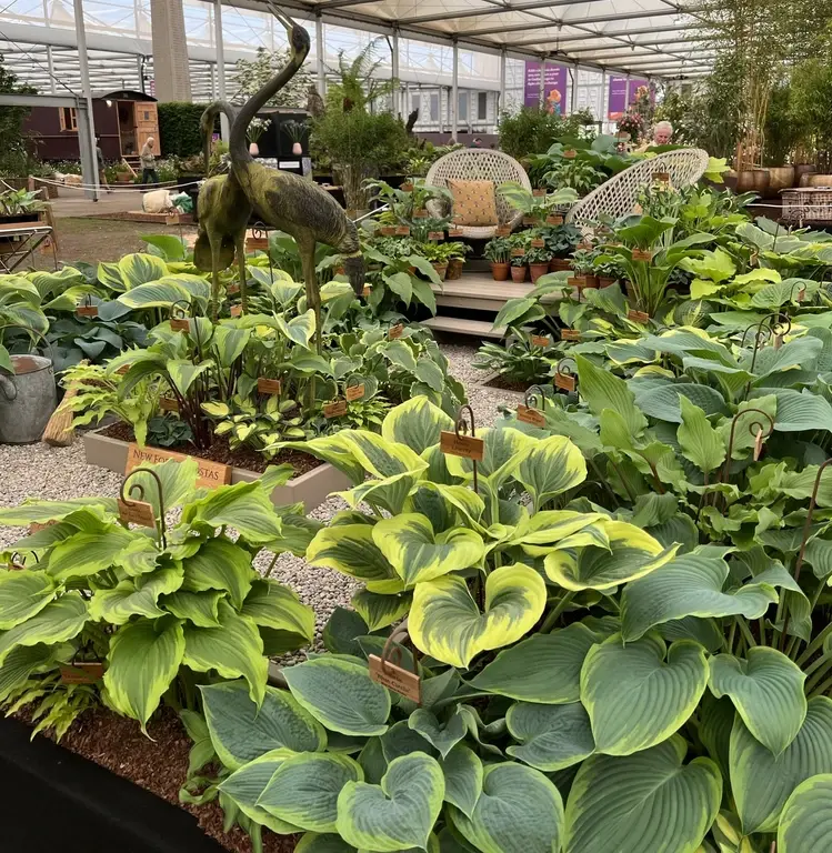 Inspired by The Chelsea Flower Show