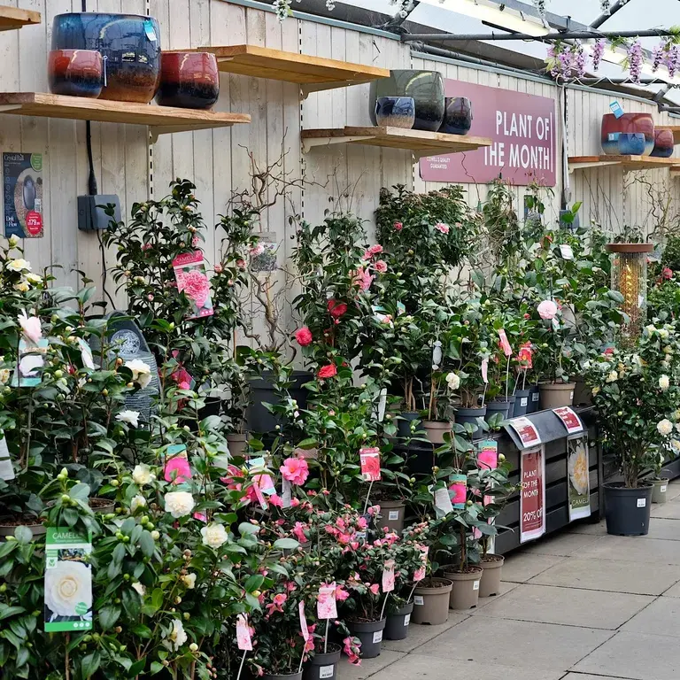 March Plant of the Month - Camellia
