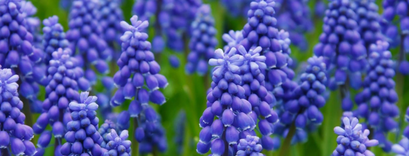 Cat. page - Bulbs Muscari