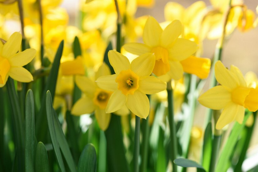 Cat. page - Bulbs Narcissi
