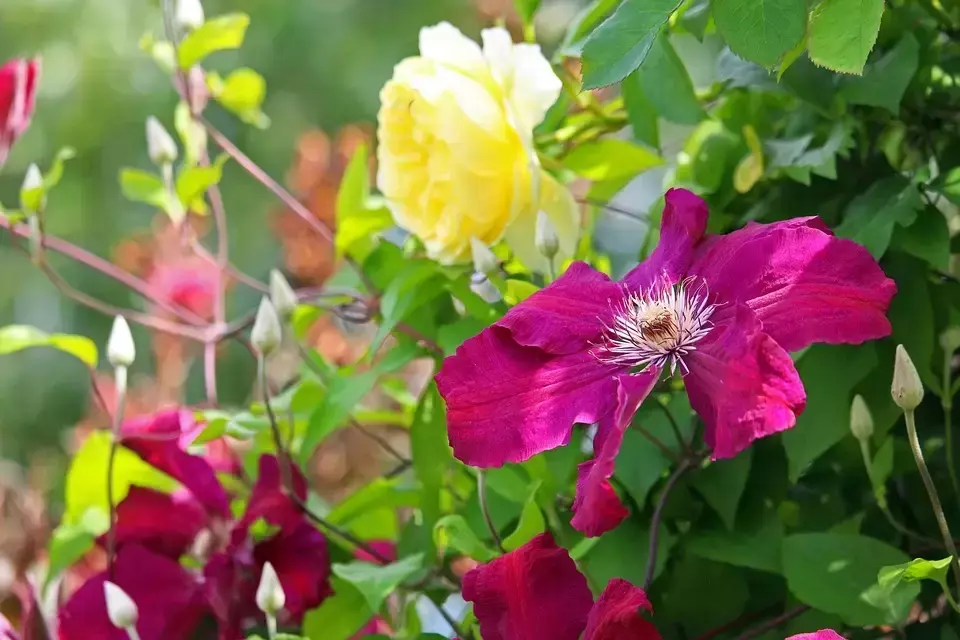 Pair up Roses and Clematis